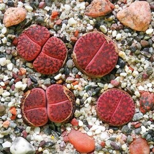 Ember Lithops - Lithops Glaudinae &#39;Embers&#39; - Rare &#39;Succulent&#39; Seeds - Lithops optica, Red-Brown, Living Stones,Flowering Stones,Ruby Lithops