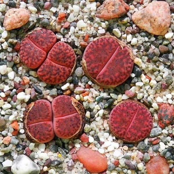 Ember Lithops - Lithops Glaudinae 'Embers' - Rare 'Succulent' Seeds - Lithops optica, Red-Brown, Living Stones,Flowering Stones,Ruby Lithops