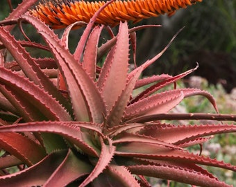 Aloès khuzi - Aloe mawii - graines rares de « plante succulente » - aloe vera, rose-orange, aloe barbadensis, cultivar d'aloès, khuzi succulent, aloès local