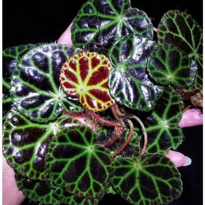 Begonia amphioxus - Etsy 日本