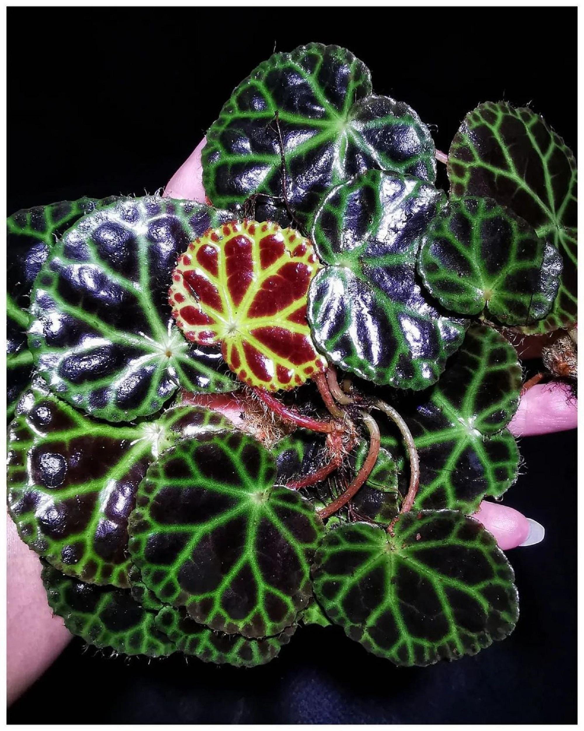 s*D様 原種ベゴニア　アンボディフォラヘンシス s*D様 原種ベゴニア アンボディフォラヘンシス Begonia amphioxus