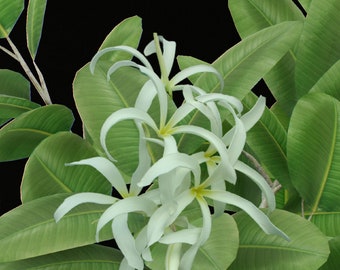 Plumeria torsadé / frangipanier Nosegay - Plumeria Stenopetala - espèce végétale rare - plumeria de Singapour, blanc-jaune, arbre de cimetière