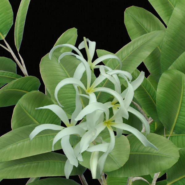 Twisted Plumeria / Nosegay Frangipani - Plumeria Stenopetala - Rare Plant Species - Singapore Plumeria, White-Yellow, Graveyard Tree