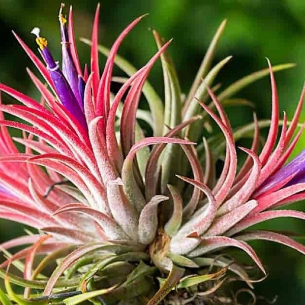 Vibrant Air Plant - Tillandsia ionantha - Rare 'Air Plant' Seeds - Tillandsia, mousse espagnole, rose-violet, barbe du vieil homme, mariée rougissante