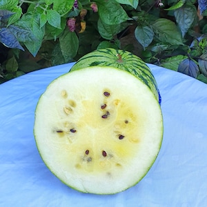 Peut inclure: Une pastèque jaune coupée en deux avec des pépins noirs sur une nappe bleue. La pastèque a une peau verte avec des rayures vert foncé.