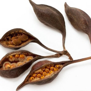 Peut inclure: Quatre gousses de graines brunes, certaines ouvertes pour révéler de petites graines jaunes rondes. Les gousses sont attachées à une fine tige brune.