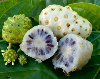 Noni / Indian Mullberry - Morinda Citrifolia - Rare Plants Seeds - Cheese Fruit, White-Green, Great Morinda, Beach Mulberry, Hog Apple