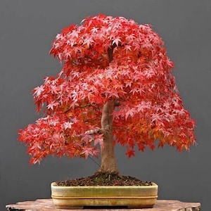 May include: A red Japanese maple bonsai tree in a brown rectangular pot. The tree has a thick trunk and many branches with small red leaves. The pot is sitting on a wooden surface.