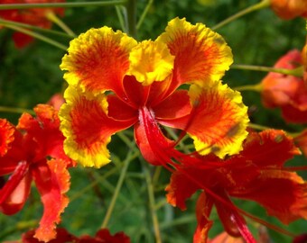 Op de afbeelding: Een close-up van een felrode en gele bloem met lange, dunne rode meeldraden. De bloem heeft een delicate, gekrulde uitstraling.