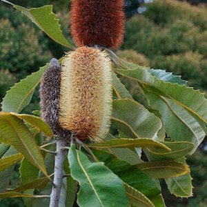 The common name for this is Banksia robur(Broad-Leafed Swamp Banksia).Other Common names for this Rare Succulent Species are: Broad-Leafed Swamp Banksia: Rock Banksia. We only sell rare seeds of rare plants.