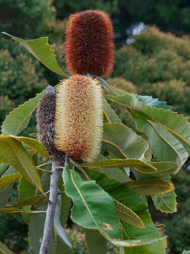 The common name for this is Banksia robur(Broad-Leafed Swamp Banksia).Other Common names for this Rare Succulent Species are: Broad-Leafed Swamp Banksia: Rock Banksia. We only sell rare seeds of rare plants.