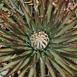 Smooth Bromeliad - Puya Dasylirioides - Rare Bromeliad &#39;Plants&#39; Seeds - Smooth leaved Tillandsia, Blushing Bromeliad, Air Plant, Gray Moss