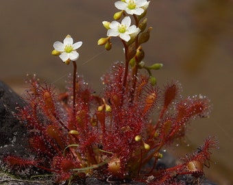 Spoonleaf Sundew - Drosera intermedia - Rare 'Carnivorous' Seeds - Cape Sundew, Red-White, Spoon leaved Sundew, Dewy Pine