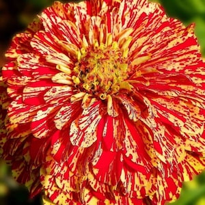 Candy Stripe Zinnia - Zinnia elegans - Rare &#39;Plant&#39; Seeds - Sweet Stripe Zinnia, Red-Yellow, Painted Zinnia,Rainbow Zinnia,Multicolor Zinnia