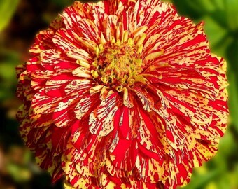 Candy Stripe Zinnia - Zinnia elegans - Rare 'Plant' Seeds - Sweet Stripe Zinnia, Red-Yellow, Painted Zinnia,Rainbow Zinnia,Multicolor Zinnia