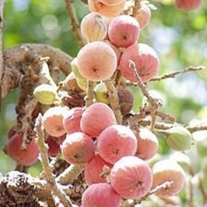 Può includere: Primo piano di un grappolo di fichi rosa-rossi che crescono su un ramo di un albero. I fichi hanno una forma rotonda e sono circondati da foglie verdi e rami marroni. Lo sfondo è sfocato.