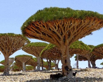 dracena xxl Madagascar Dragon Tree Dracaena marginata buy | 220 cm main image 0