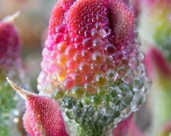 Usine de glace en cristal - Mesembryanthemum crystallinum - graines « succulentes » rares - usine de glace de roche, rose-jaune, usine de glace de fuite