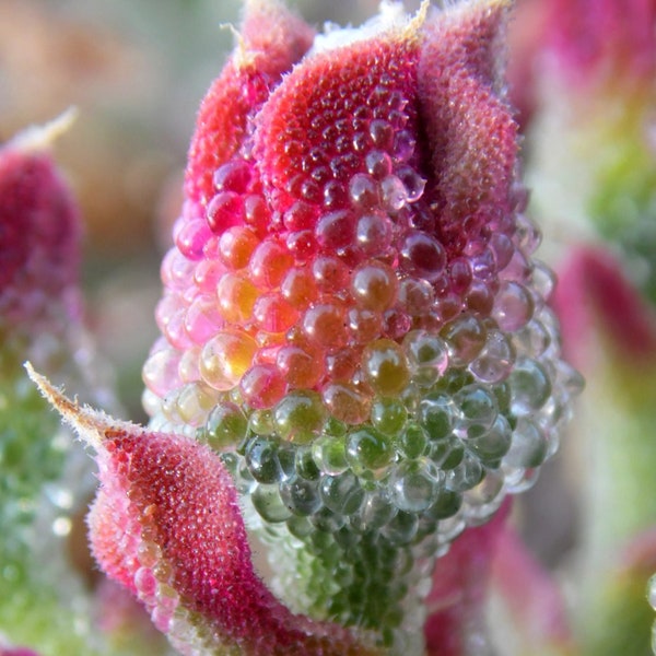 Planta de hielo de cristal - Mesembryanthemum crystallinum - Semillas 'suculentas' raras - Planta de hielo de roca, rosa-amarillo, planta de hielo arrastrada, Aizoaceae
