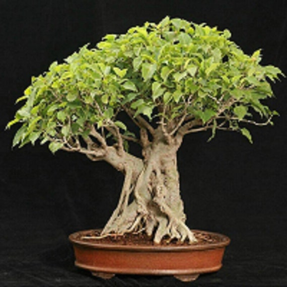 bonsai blue jacaranda Dwarf Jacaranda Tree 
