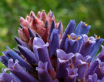 Chagualillo Bromeliad - Puya venusta - Rare 'Bromeliad' Seeds - Fireball Bromeliad, Blue-Purple, Puya raimondii, Beautiful Puya, Venus' Puya