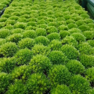 Live Bun Moss - Leucobryum glaucum - Used for Terrariums & Paludarium - Moderate Water Require - Soil Type Acidic, Forest Soil, Peat, Sand