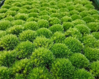 Live Bun Moss - Leucobryum glaucum - Used for Terrariums & Paludarium - Moderate Water Require - Soil Type Acidic, Forest Soil, Peat, Sand