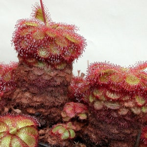 Peut inclure: Gros plan sur un groupe de plantes carnivores aux feuilles rouges et vertes. Les plantes sont recouvertes de minuscules gouttelettes d'eau.