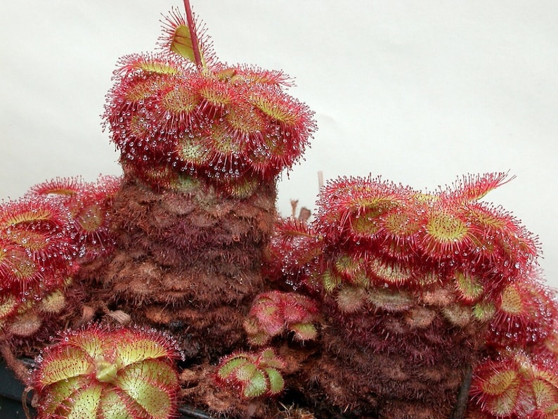 The common name for this is Drosera admirabilis (Floating Sundew). Other Common names for this Rare Carnivorous Species are: Floating Sundew: Aldrovanda Vesiculosa, Water Wheel Plant, Water Flytrap. We only sell rare seeds of rare plants.