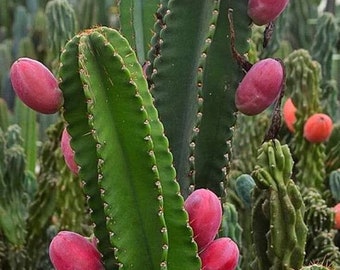 ペルー産アップルサボテン - Cereus repandus - 希少な「サボテン」の