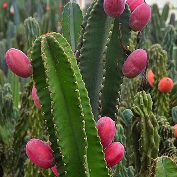Peruvian Apple Cactus - Cereus repandus - Rare 'Cactus' Seeds - Hedge Cactus, Pink-Green, Giant Club Cactus, Queen of the Night, Pitaya