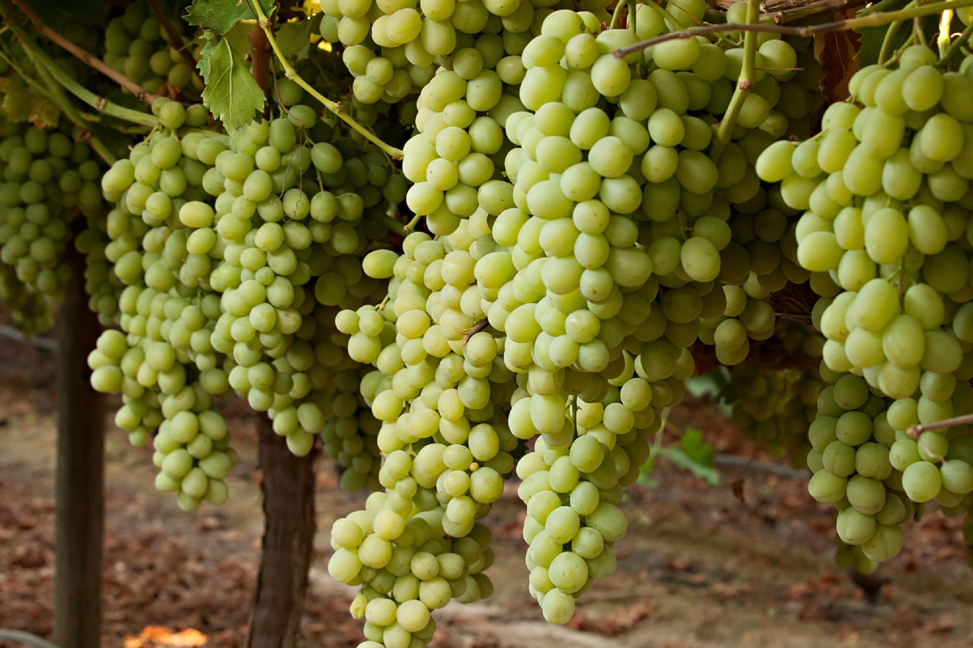 グリーンテーブルグレープ - Vitis spp. - 希少な「フルーツ」種子