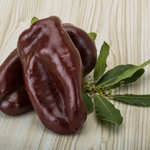 Sweet Chocolate Bell Pepper - Pachyrhizus erosus - Rare Heirloom Vegetable