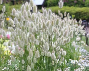 バニーテイルグラス - Lagurus ovatus - 珍しい「植物」の種子 - バニーテイルグラス、白緑、ウサギテイルグラス、リステイルグラス、フェザーグラス