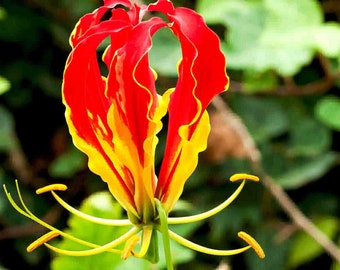 Flame Lily - Gloriosa rothschildiana - Rare 'Plant' Seeds - Gloriosa Superba, Red-Yellow, Climbing Lily, Flame of the Woods, Flame Creeper