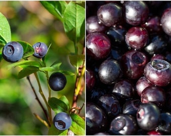Arándano - Solanum melanocerasum - Semillas de 'fruta' raras - Arándano enano, morado-negro, arándano negro, twinberry, hurtleberry