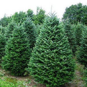 May include: A field of green fir trees, ready for the festive season. The trees are all different sizes and shapes, but they are all lush and green.