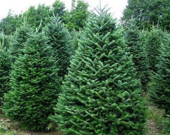 ノルドマンモミ（Abies Nordmanniana）、クリスマスツリー、コーカサス
