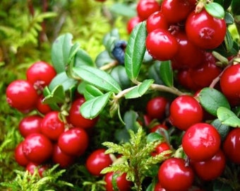 Arándano rojo - Vaccinium parvifolium - Semillas de 'fruta' raras - Arándano rojo, Arándano rojo-verde, Arándano Cascade, Arándano escarlata