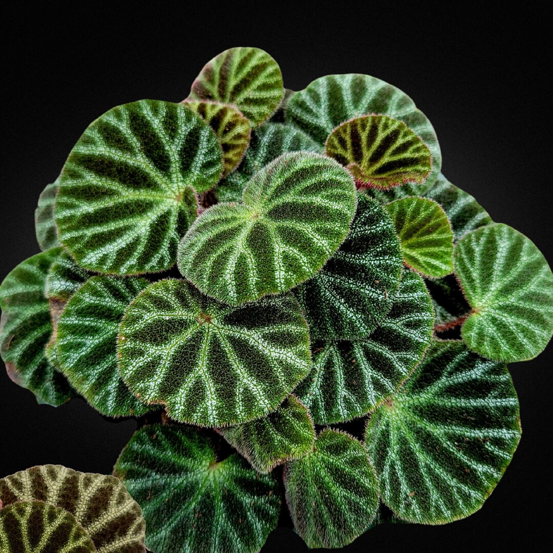 green bottle❣️Begonia ベゴニアおまとめ il_1080xN.5524146030_d0xg.jpg