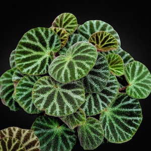Bégonia bella - Begonia ninmingensis « Bella » - Espèce végétale rare - Bégonia rose bella, blanc - vert, bégonia hybride bella