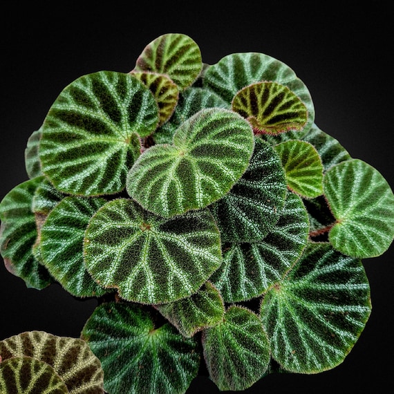 green bottle❣️Begonia ベゴニアおまとめ GLXYc-1awAAjGmI.jpg:large