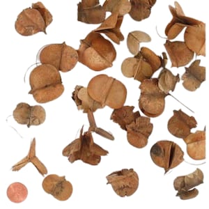 Windy Pod - Lagerseromeia Parviflora Samenkapseln - Terrarium Zubehör - Natürliche getrocknete Früchte und Samenkapseln
