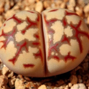 Red Brain Lithops - Lithops dorotheae - Rare &#39;Succulent&#39; Seeds - Red Lithopsa, Orange-Yellow, Pride of Barbados, Scarlet Living Stones