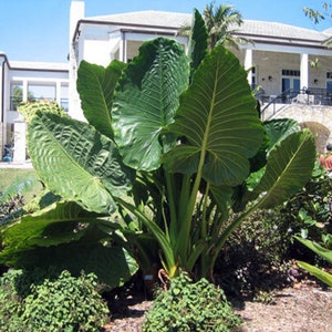 Taro Géant - Alocasia macrorrhiza - Rare 'Plant' Seeds - Taro, Elephant Ear Taro, Green-Yellow, Colocasia, Wild Cocoyam, Eddoe, Buddha's Hand