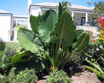 25 Samen Alocasia Makrorrhizos, Riesen Taro, Elefantenohr - Etsy.de
