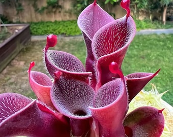 Planta jarra de pantano soleado - Heliamphora pulchella - Semillas raras 'carnívoras' - Planta jarra amarilla, planta jarra trompeta