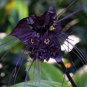 Black Bat Flower - Tacca chantrieri - Rare &#39;Plant&#39; Species - Black Tacca, Purple-Yellow, Devil Flower, Batwing Tacca, Devil Flower,Bat Plant