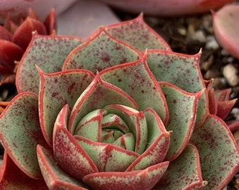赤い斑点のある多肉植物 - エケベリア ロンギッシマ - 珍しい「多肉