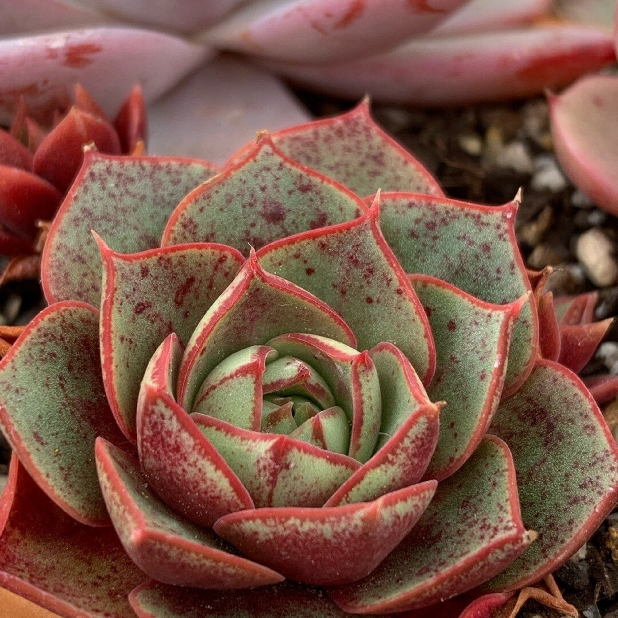 赤い斑点のある多肉植物 - エケベリア ロンギッシマ - 珍しい「多肉